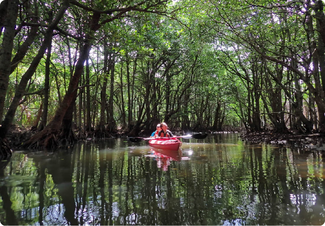 マングローブの森をカヌーに乗って進むイメージ
