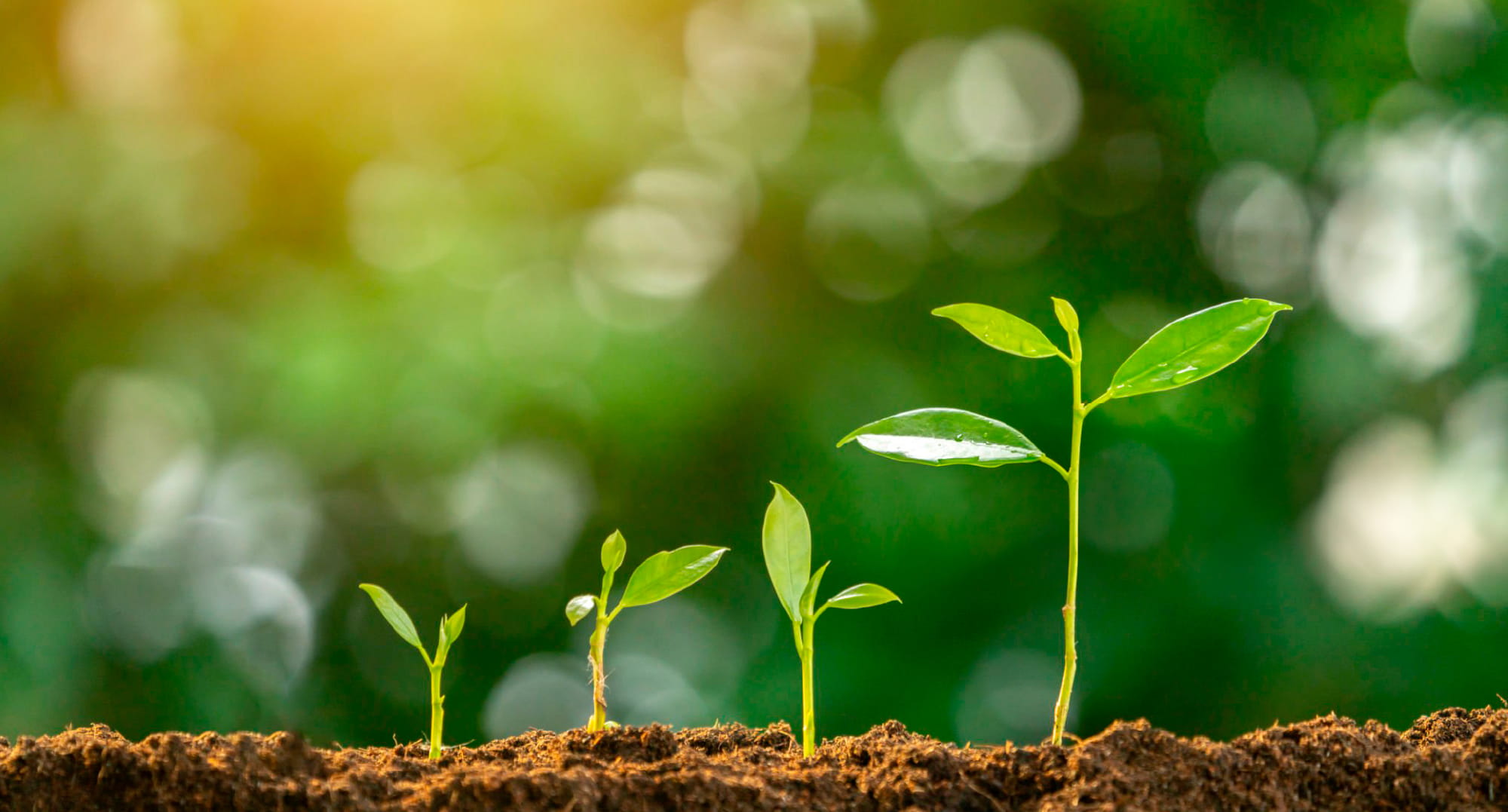 光の中で土から芽吹く数本の若葉のイメージ。